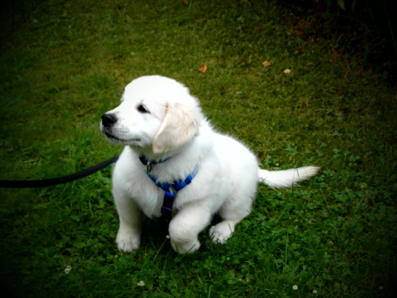 A cute golden retriever puppy sitting on the grass